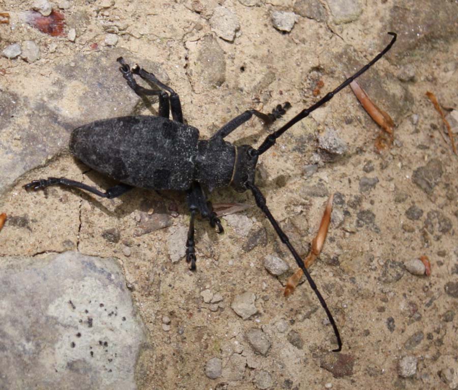 Cerambycidae: Morimus asper